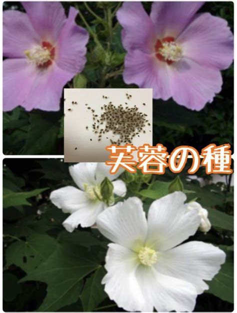 芙蓉難種|芙蓉要怎麼種